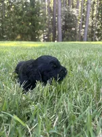 Luna , a female Goldendoodle for sale in Walhalla, SC – 3 of 7