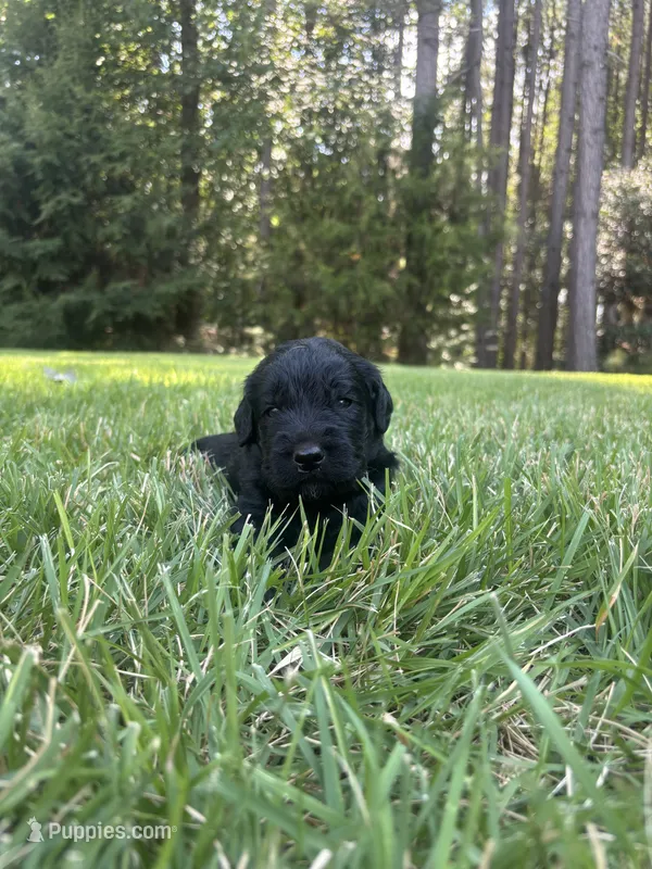 coal  – Goldendoodle puppy for sale in Walhalla, SC