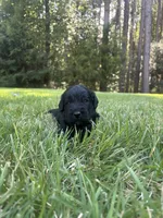 coal , a male Goldendoodle for sale in Walhalla, SC – 1 of 7