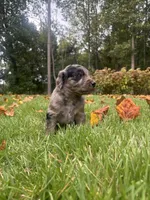 Molly, a female Goldendoodle for sale in Walhalla, SC – 5 of 6