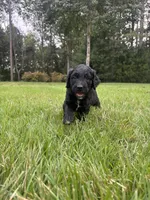 Boots, a male Goldendoodle for sale in Walhalla, SC – 3 of 7