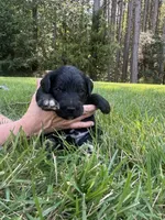 Boots, a male Goldendoodle for sale in Walhalla, SC – 4 of 4