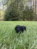 Flint, a male Goldendoodle for sale in Walhalla, SC – 5 of 7