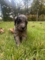 Molly, a female Goldendoodle for sale in Walhalla, SC – 4 of 6