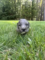 polly, a female Goldendoodle for sale in Walhalla, SC – 5 of 6
