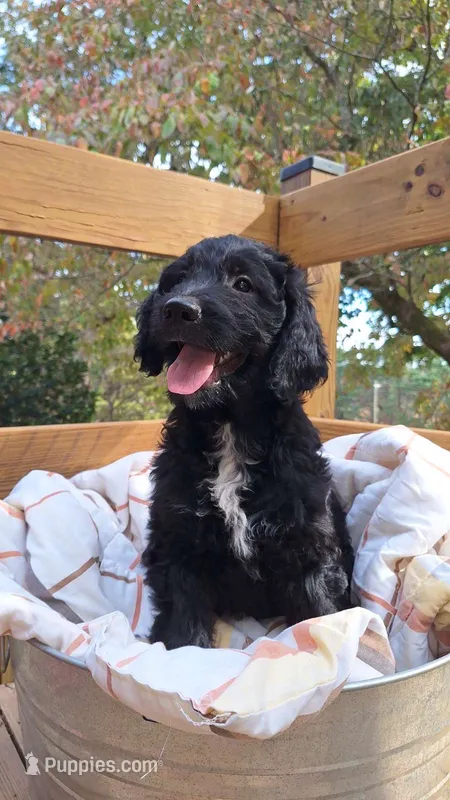 Boots – Goldendoodle puppy for sale in Walhalla, SC