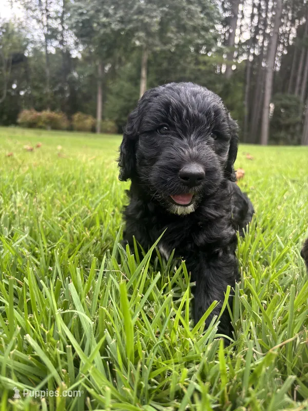 Luna  – Goldendoodle puppy for sale in Walhalla, SC