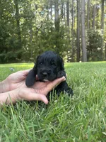 Luna , a female Goldendoodle for sale in Walhalla, SC – 7 of 7