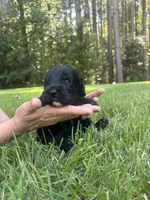 Luna , a female Goldendoodle for sale in Walhalla, SC – 6 of 7