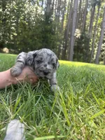 Dolly , a female Goldendoodle for sale in Walhalla, SC – 6 of 6