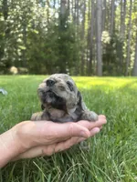 Dolly , a female Goldendoodle for sale in Walhalla, SC – 2 of 6