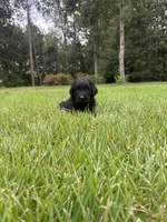 slate, a male Goldendoodle for sale in Walhalla, SC – 3 of 5