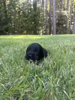 Luna , a female Goldendoodle for sale in Walhalla, SC – 2 of 7