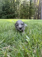 polly, a female Goldendoodle for sale in Walhalla, SC – 2 of 6