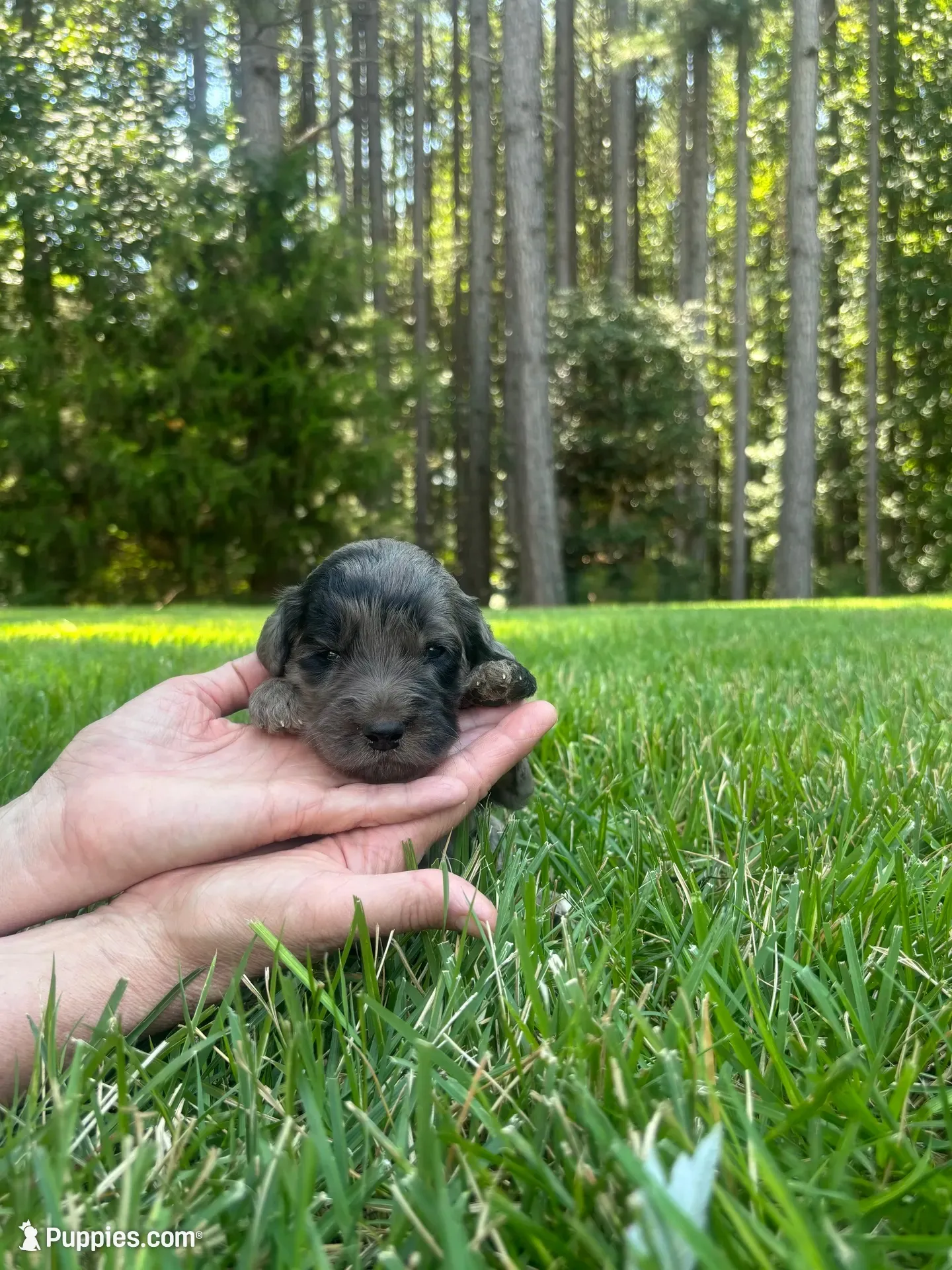 Molly, a female Goldendoodle for sale in Walhalla, SC – 3 of 6
