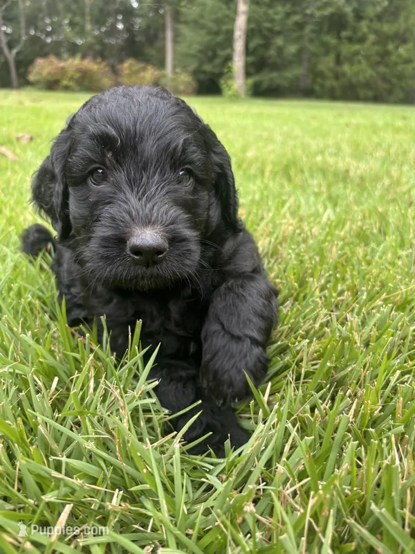 coal  – Goldendoodle puppy for sale in Walhalla, SC