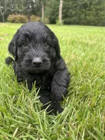 coal , a male Goldendoodle for sale in Walhalla, SC – 1 of 10