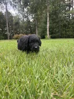 slate, a male Goldendoodle for sale in Walhalla, SC – 5 of 5