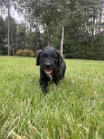 Boots, a male Goldendoodle for sale in Walhalla, SC – 5 of 7