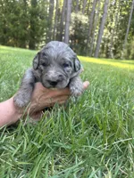 polly, a female Goldendoodle for sale in Walhalla, SC – 3 of 6