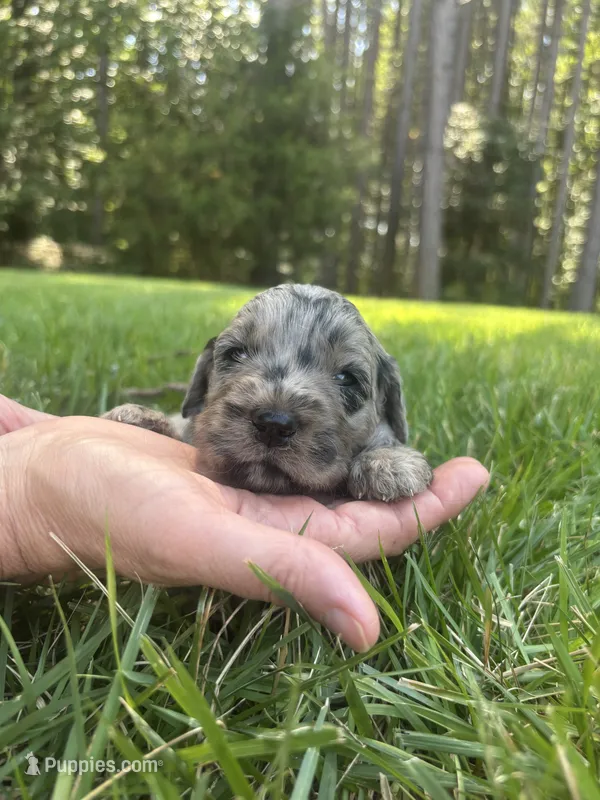 Dolly  – Goldendoodle puppy for sale in Walhalla, SC