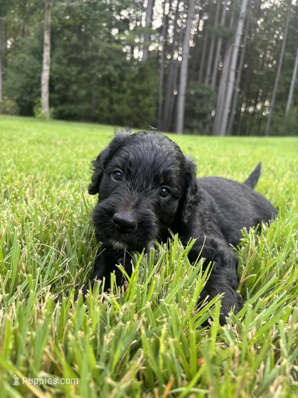 Boots – Goldendoodle puppy for sale in Walhalla, SC