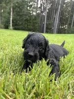 Boots, a male Goldendoodle for sale in Walhalla, SC – 1 of 7