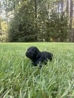 Flint, a male Goldendoodle for sale in Walhalla, SC – 6 of 7