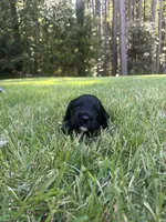 Luna , a female Goldendoodle for sale in Walhalla, SC – 5 of 7
