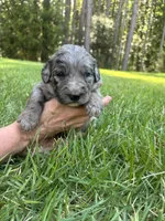 polly, a female Goldendoodle for sale in Walhalla, SC – 6 of 6