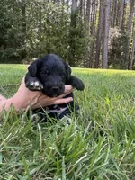 Boots, a male Goldendoodle for sale in Walhalla, SC – 3 of 4
