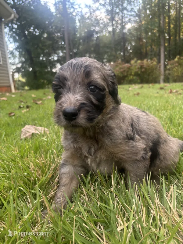 Molly – Goldendoodle puppy for sale in Walhalla, SC