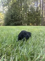 Flint, a male Goldendoodle for sale in Walhalla, SC – 7 of 7