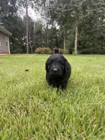 coal , a male Goldendoodle for sale in Walhalla, SC – 9 of 10