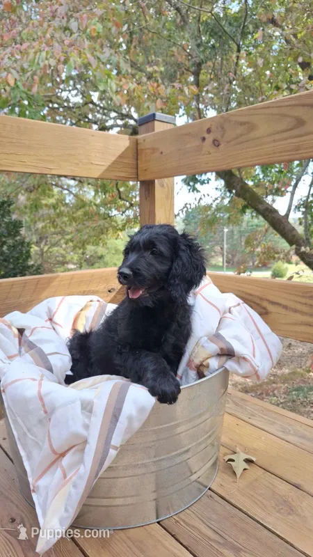 slate – Goldendoodle puppy for sale in Walhalla, SC