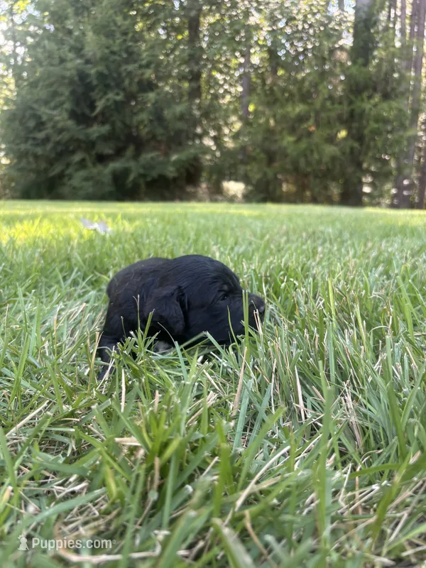 Boots – Goldendoodle puppy for sale in Walhalla, SC