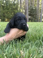 Flint, a male Goldendoodle for sale in Walhalla, SC – 2 of 7