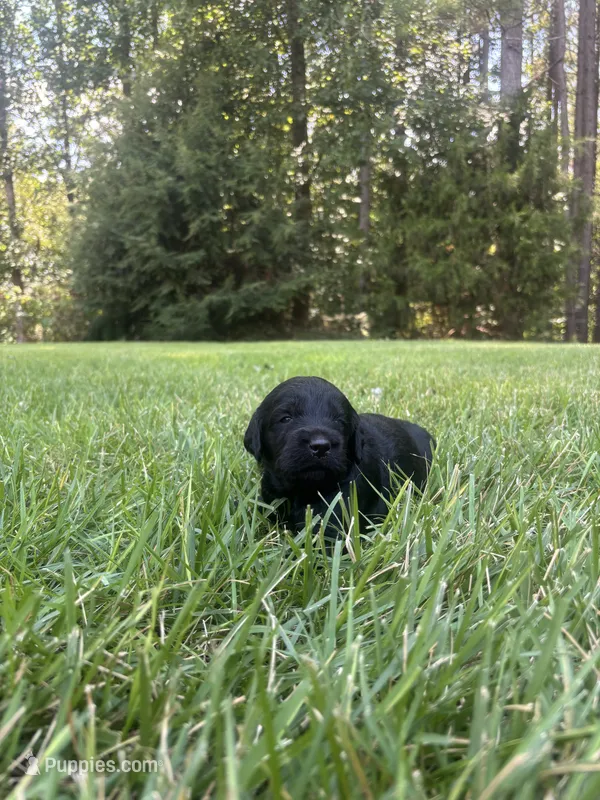Flint – Goldendoodle puppy for sale in Walhalla, SC