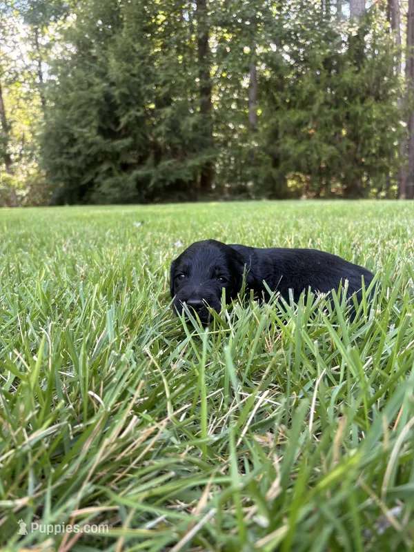 Hazel – Goldendoodle puppy for sale in Walhalla, SC