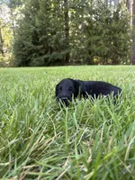 Hazel, a female Goldendoodle for sale in Walhalla, SC – 1 of 5