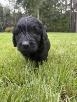 coal , a male Goldendoodle for sale in Walhalla, SC – 3 of 10