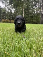 coal , a male Goldendoodle for sale in Walhalla, SC – 10 of 10