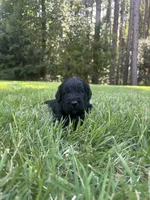 coal , a male Goldendoodle for sale in Walhalla, SC – 7 of 7