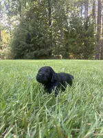 Flint, a male Goldendoodle for sale in Walhalla, SC – 3 of 7