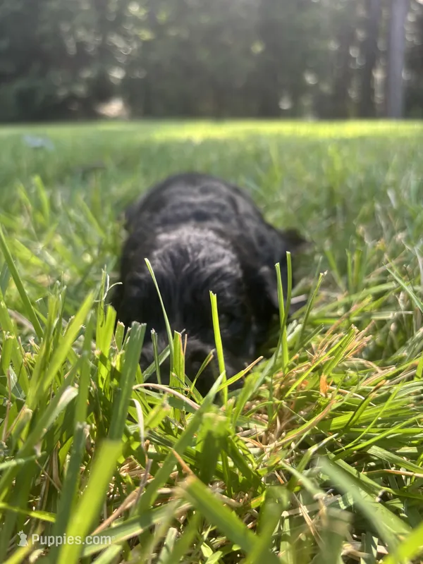 slate – Goldendoodle puppy for sale in Walhalla, SC