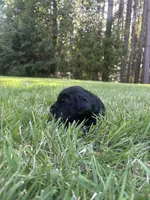 coal , a male Goldendoodle for sale in Walhalla, SC – 6 of 7