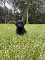 coal , a male Goldendoodle for sale in Walhalla, SC – 8 of 10