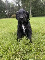 Boots, a male Goldendoodle for sale in Walhalla, SC – 4 of 7