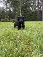 Boots, a male Goldendoodle for sale in Walhalla, SC – 2 of 7
