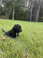 Boots, a male Goldendoodle for sale in Walhalla, SC – 7 of 7